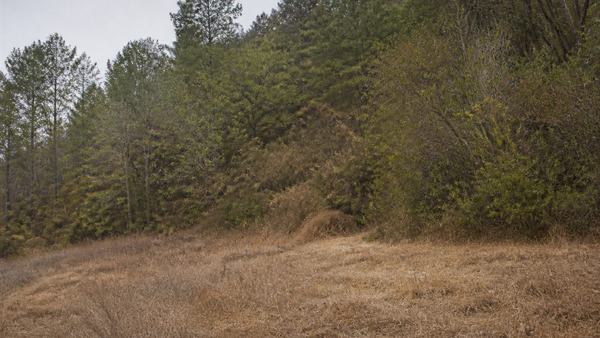 手入れされていない山林と農地